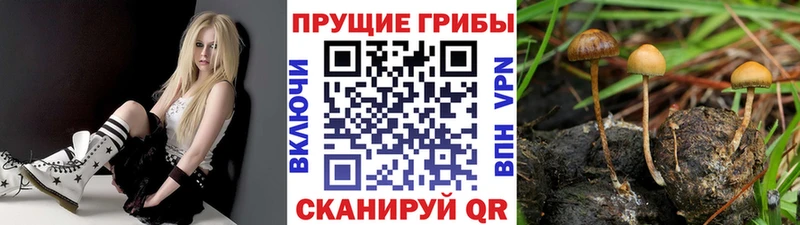Купить где  Костерёво  Псилоцибиновые грибы GOLDEN TEACHER 